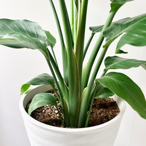 モンステラ・ポトス 緑と白の斑入り ストレリチア オーガスタ 4株