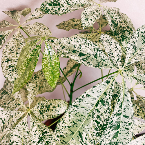 パキラ 緑と白の斑入り ミルキーウェイ　オシャレ　珍しい 🌿【個性派グリーン】パキラ・ミルキーウェイの魅力と育て方