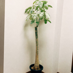 在庫］【希少】※再入荷※ パキラ 斑入り ミルキーウェイ 10号 超特大 