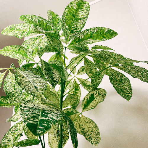 パキラ 緑と白の斑入り ミルキーウェイ　オシャレ　珍しい 🌿【個性派グリーン】パキラ・ミルキーウェイの魅力と育て方