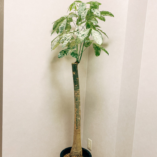 在庫］【希少】※再入荷※ パキラ 斑入り ミルキーウェイ 10号 超