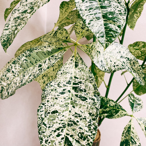 ☆パキラ☆斑入り☆極美ミルキーウェイ☆曲がり☆希少☆6号鉢 ☆パキラ