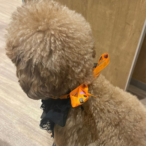犬用 猫用 帽子 チョーカー おしゃれセット 犬用 猫用 帽子 チョーカー おしゃれセット