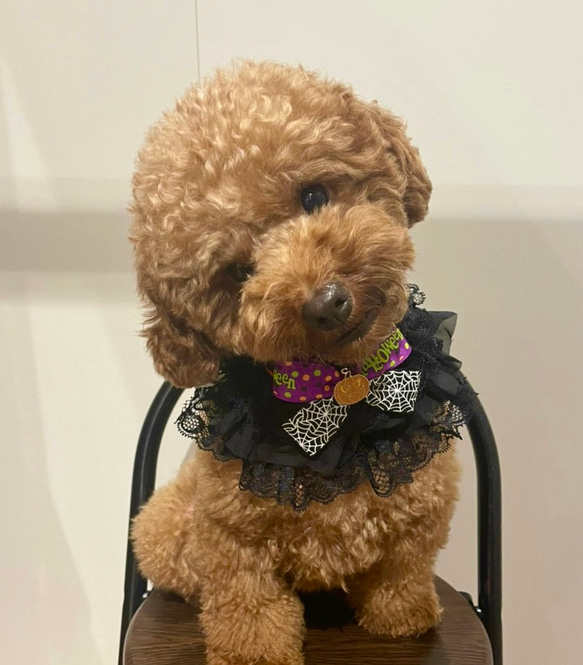犬用猫用ペット用首輪小型犬・猫用ハロウィンチョーカー