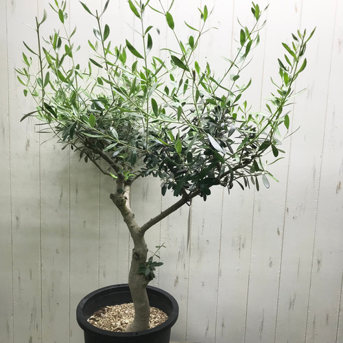 オリーブの木【ネバディロブランコ】創樹SOUJU！大株‼️樹形綺麗！高さ100◎ 現品］1番 創樹 オリーブ ネバディロブランコ 7号 観葉植物 屋外
