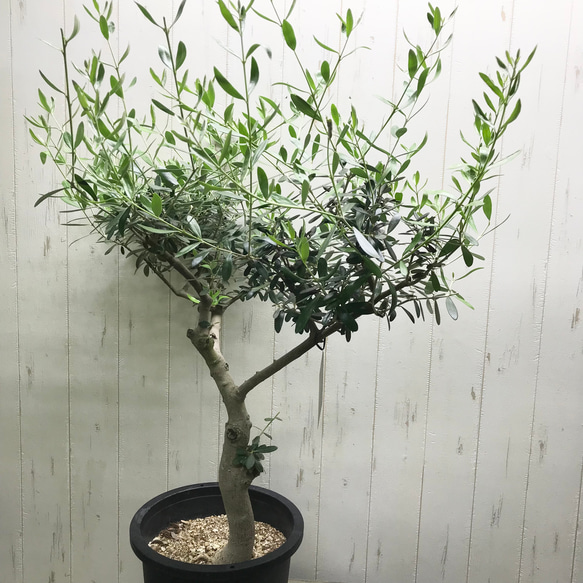 現品 盆栽樹形！  オリーブの木 ネバディロブランコ souju 8号 4枚目の画像