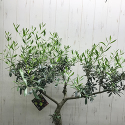 現品 盆栽樹形！  オリーブの木 ネバディロブランコ souju 8号 6枚目の画像