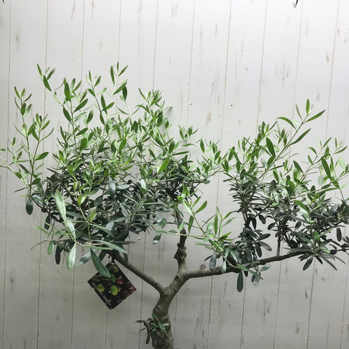 オリーブの木【ネバディロブランコ】創樹SOUJU！大株‼️樹形綺麗！高さ100◎ 現品 幹太い 真っ直ぐ樹形 オリーブの木 オリーブ souju