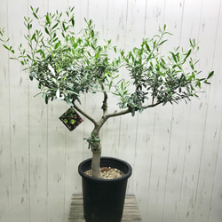 現品 盆栽樹形！  オリーブの木 ネバディロブランコ souju 8号 1枚目の画像