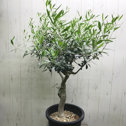 現品 盆栽樹形！ オリーブの木 ネバディロブランコ souju 8号
