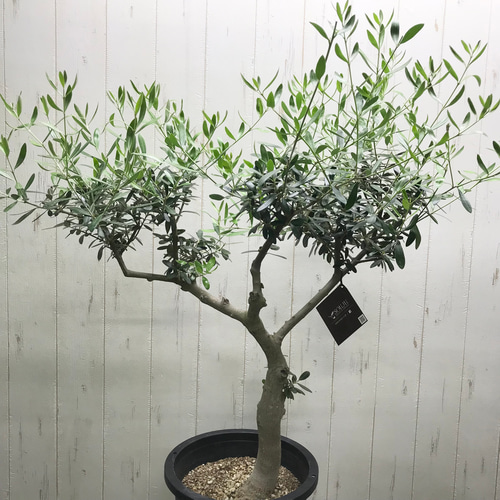 盆栽樹形！  オリーブの木 ネバディロブランコ souju 8号