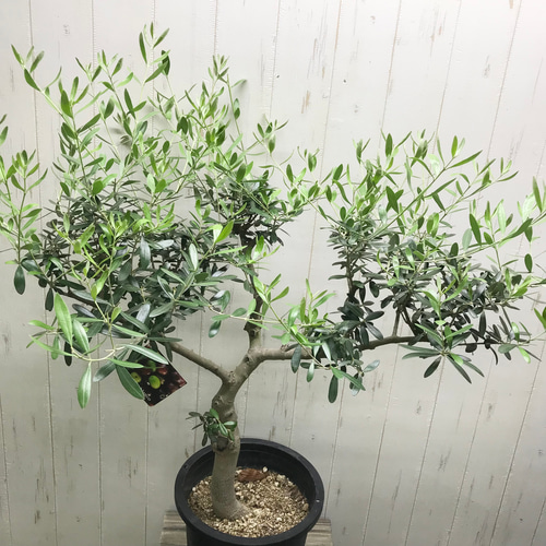 現品 盆栽樹形! オリーブの木 ネバディロブランコ souju 8号 現品 盆栽樹形! オリーブの木 ネバディロブランコ souju 8号
