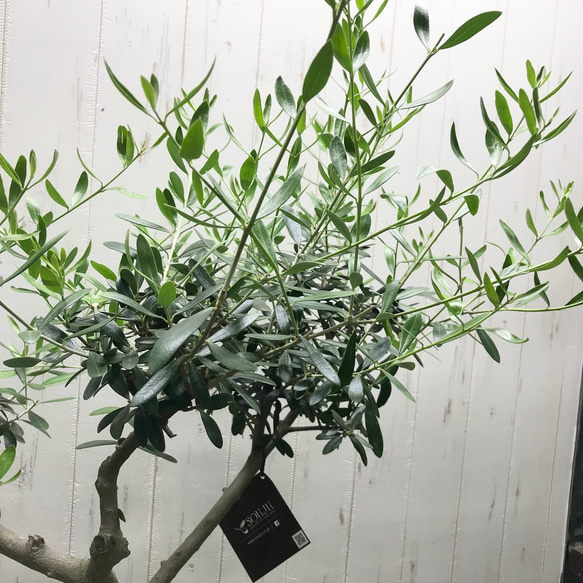現品 盆栽樹形！  オリーブの木 ネバディロブランコ souju 8号 13枚目の画像