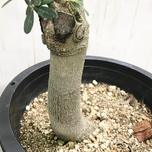 現品 盆栽樹形! オリーブの木 ネバディロブランコ souju 8号 現品 盆栽樹形! オリーブの木 ネバディロブランコ souju 8号