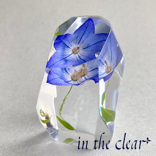 植物標本 桔梗 青 レジン 鉱石型 ハーバリウム・植物標本 in the clear