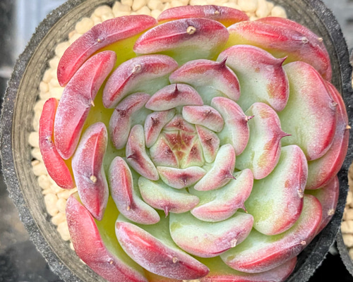 SALE】マルセル 韓国苗 多肉植物 多肉植物 プクニク 通販 14612062