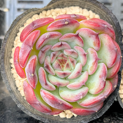 SALE】マルセル 韓国苗 多肉植物 多肉植物 プクニク 通販 14612062