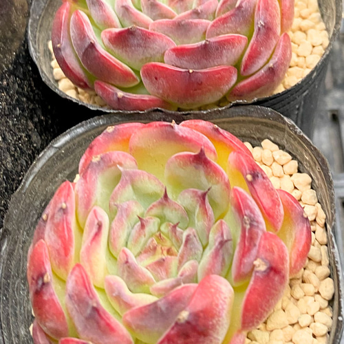 SALE】マルセル 韓国苗 多肉植物 多肉植物 プクニク 通販