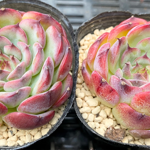 SALE】マルセル 韓国苗 多肉植物 多肉植物 プクニク 通販 14612062