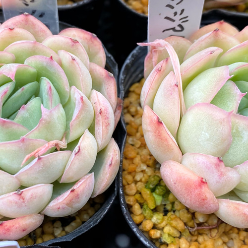 SALE】オレンジアイス 韓国苗 多肉植物 多肉植物 プクニク 通販