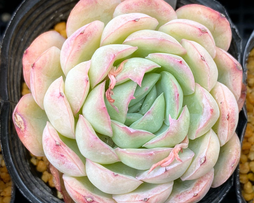 5cbf66d48c4b07d6c80f57d6d7554a