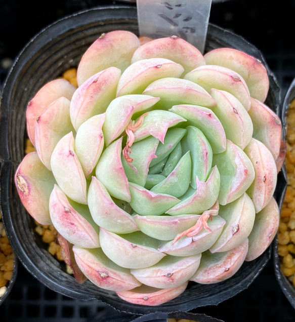 SALE】オレンジアイス 韓国苗 多肉植物 多肉植物 プクニク 通販