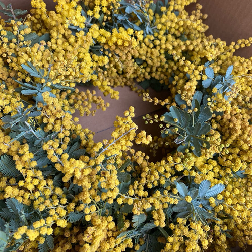 早割】予約 春の庭からフレッシュミモザのリース リース six flowers
