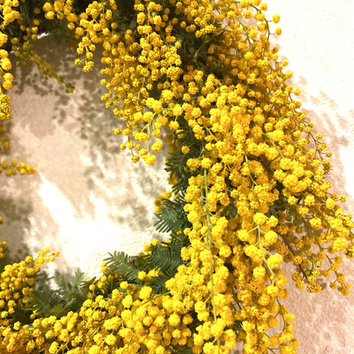 早割】予約 春の庭からフレッシュミモザのリース リース six flowers