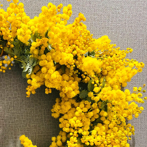早割】予約 春の庭からフレッシュミモザのリース リース six flowers