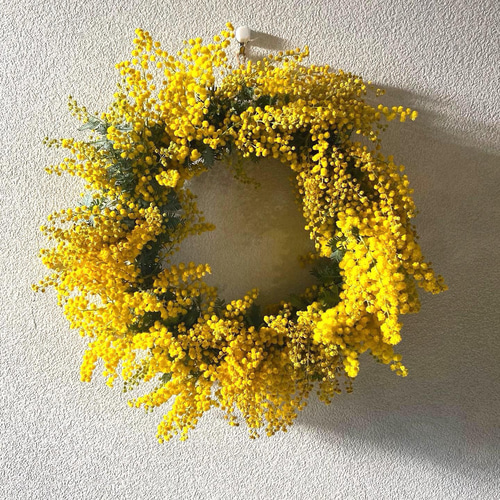 早割】予約 春の庭からフレッシュミモザのリース リース six flowers