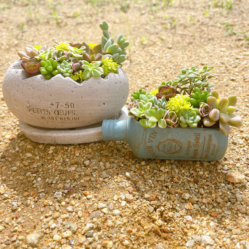 2つセット】手のひらサイズのセダム寄せ植え 多肉植物寄せ植え 多肉