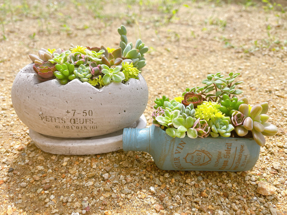父の日　寄せ植え　多肉植物　寄せ植え　取手付き　j 父の日 寄せ植え 多肉植物 寄せ植え 取手付き L 父の日 寄せ植え 多肉