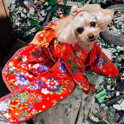 犬服/猫服　晴れ着　京・金彩友禅 華みやび　振袖スタイル　お引きづり/通常着丈選択可能 [K2205] 5枚目の画像