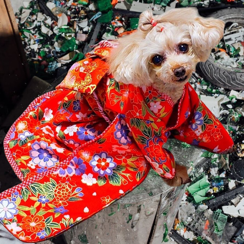 犬服/猫服 晴れ着 京・金彩友禅 華みやび 振袖スタイル お引き