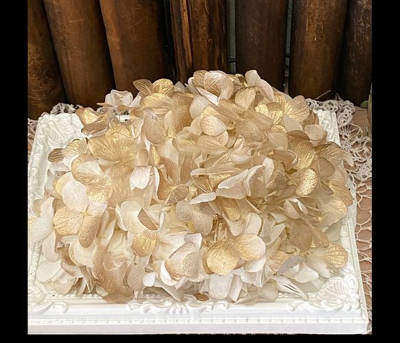 高品質アトランティスアジサイゴールド加工小分け❣️ハンドメイド花材 