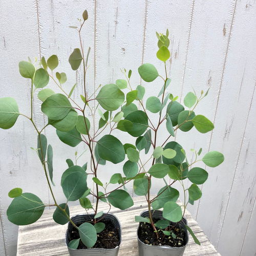 ユーカリさま　3苗 ユーカリ ポポラス 3号苗2ポット その他インテリア雑貨 PLANTS