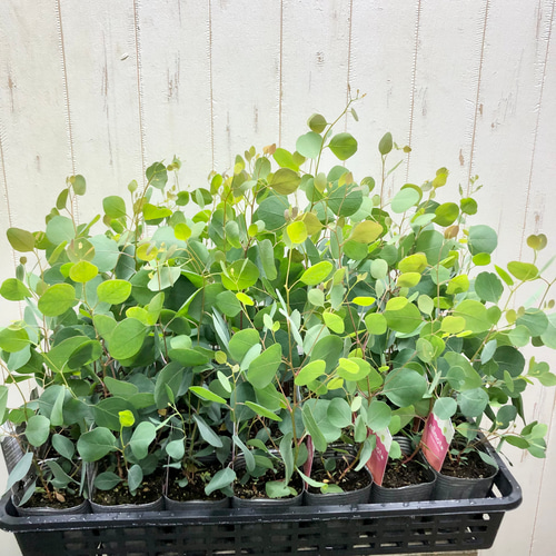 ユーカリ ポポラス 3号苗2ポット その他インテリア雑貨 PLANTS