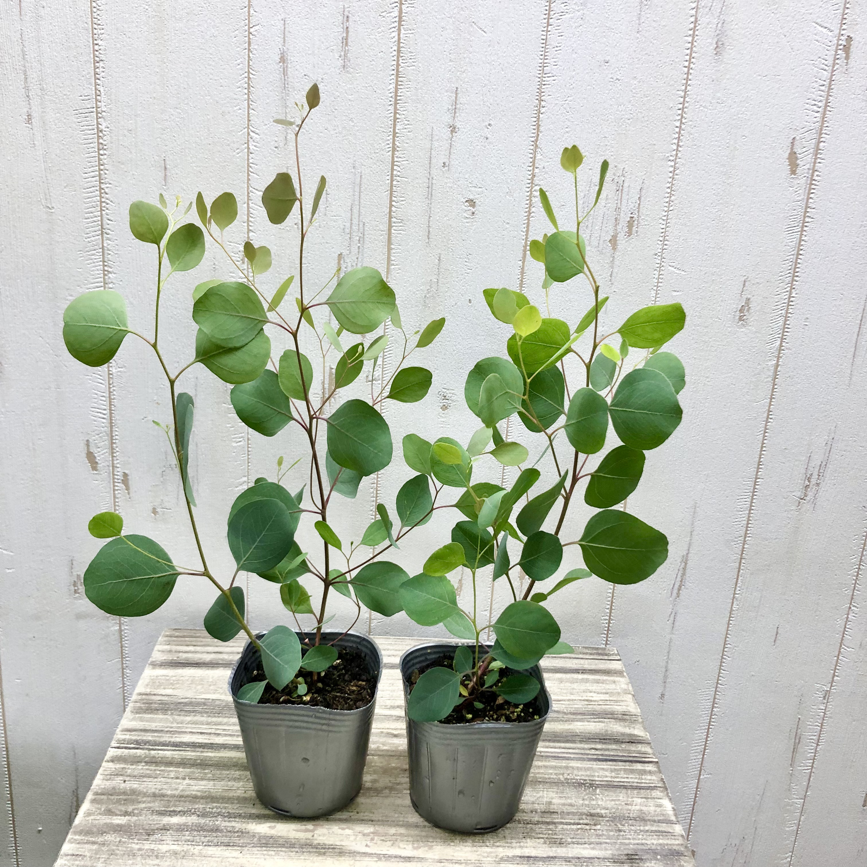 】２本セット120cm前後ユーカリポポラス苗 【彩向天