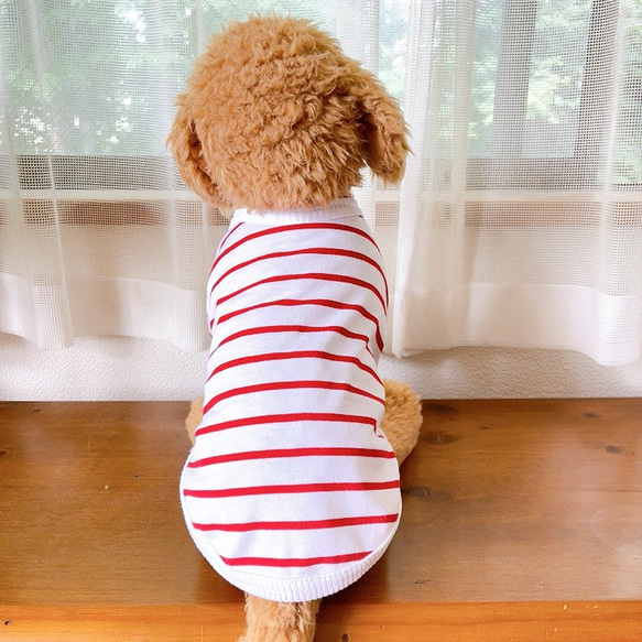 犬服　ボーダーTシャツ　レッド 8枚目の画像