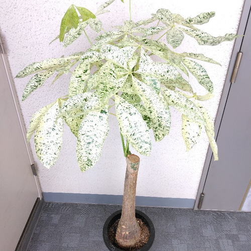 パキラ【美斑　ミルキーウェイ】 現品】希少品種 パキラ【ミルキーウェイ】斑入 大型観葉植物 高