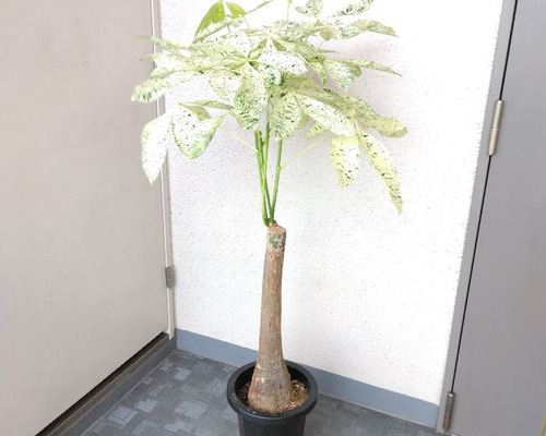 ca1411fb575dd4035abe433fb14c3e