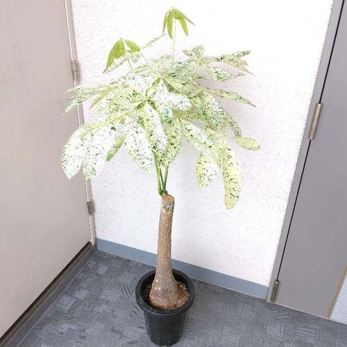 【Lサイズ】パキラ ミルキーウェイ　斑入り　ホワイトタイプ　幹太　接木　観葉植物