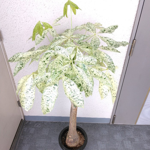 パキラ ミルキーウェイ 130センチ 白勝ち 8寸 ボリュームあり。 お買い得！ パキラ ミルキーウェイ 130センチ 白勝ち 8寸 ボリュームあり