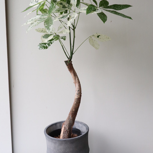 白斑がオシャレな「パキラ ミルキーウェイ」接木 アートフラワー