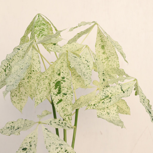 白斑がオシャレな「パキラ ミルキーウェイ」接木 アートフラワー bloom