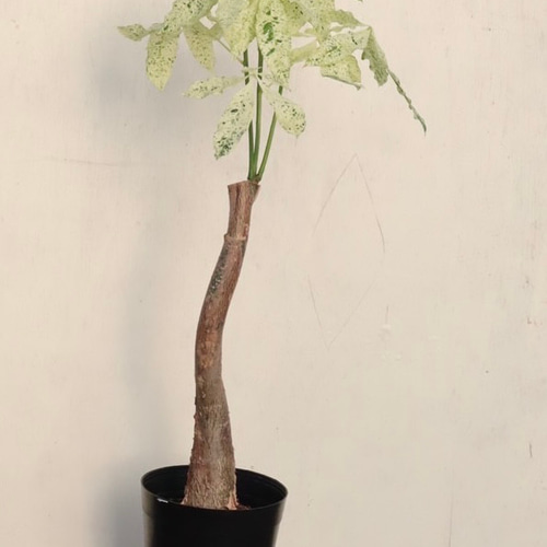 白斑がオシャレな「パキラ ミルキーウェイ」接木 アートフラワー bloom