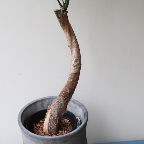 白斑がオシャレな「パキラ ミルキーウェイ」接木 アートフラワー bloom