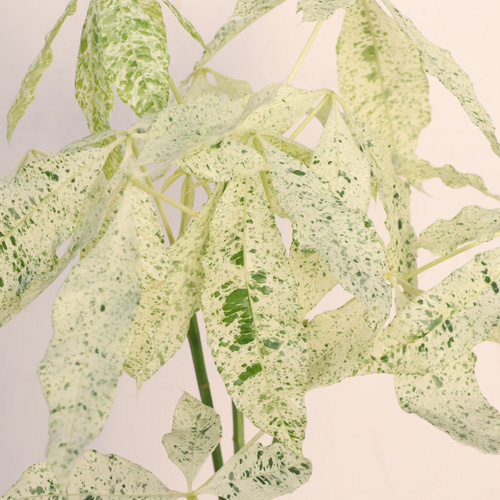 白斑がオシャレな「パキラ ミルキーウェイ」接木 アートフラワー bloom