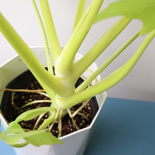 フィロデンドロン　セローム　ゴールドリーフ　10年以上の大株　希少 現品］【希少】5番 フィロデンドロン セローム ゴールドリーフ