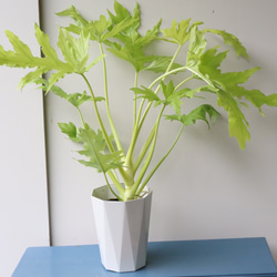 ☆再入荷☆かなり希少＊フィロデンドロンセローム ゴールドリーフ